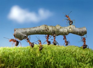 Ant Removal-Pest Control Leicester