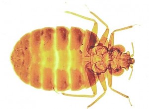 Bed Bug Control-Pest Control Leicester