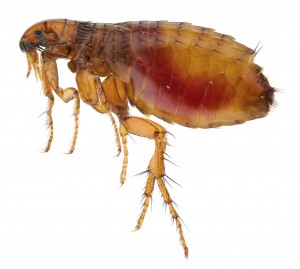 Flea Control-Pest Control Leicester