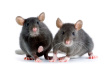 Mice Control-Pest Control Leicester