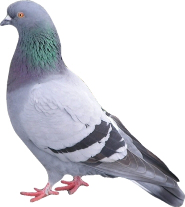 Pigeon Proofing-Pest Control Leicester