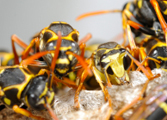 Wasp Nest Removal-Pest Control Leicester