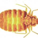 Bed Bug Control - Pest Control Leicester