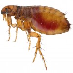 Flea Control - Pest Control Leicester