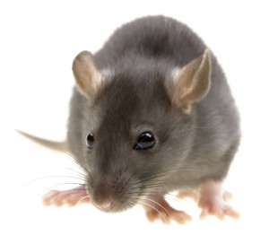 Rat Control Enderby